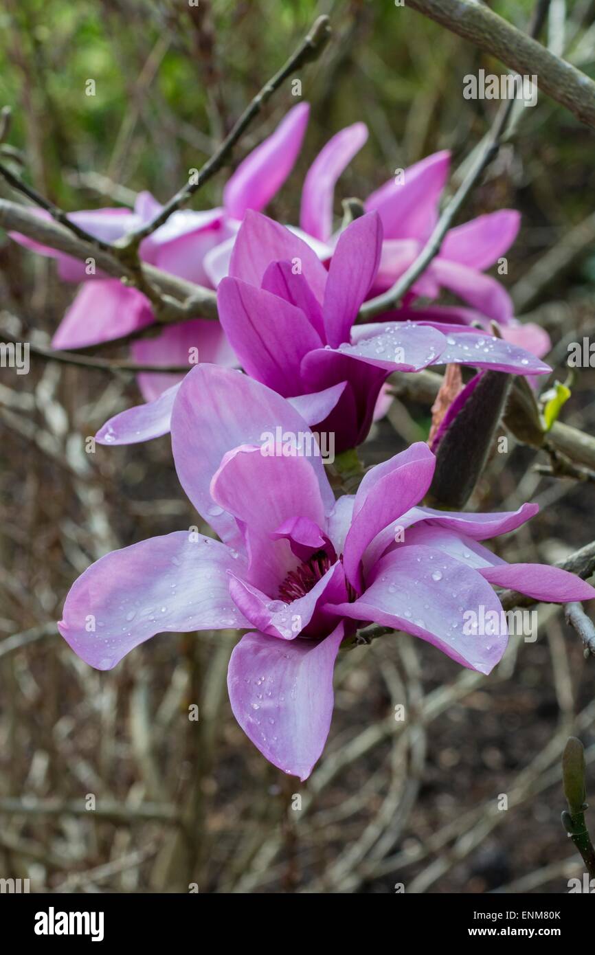 Große lila Magnolia Stockfoto