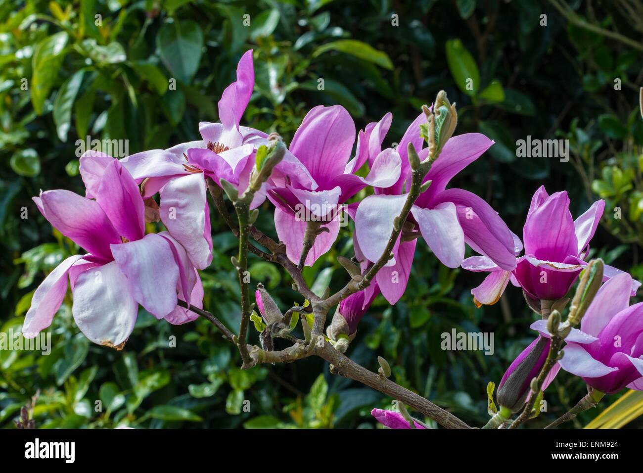 Große lila Magnolia Stockfoto