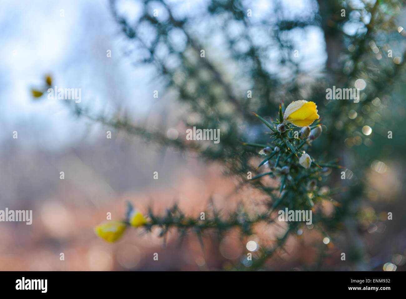 Ginster im Wald der Landes, Aquitaine, Frankreich, Europa Stockfoto