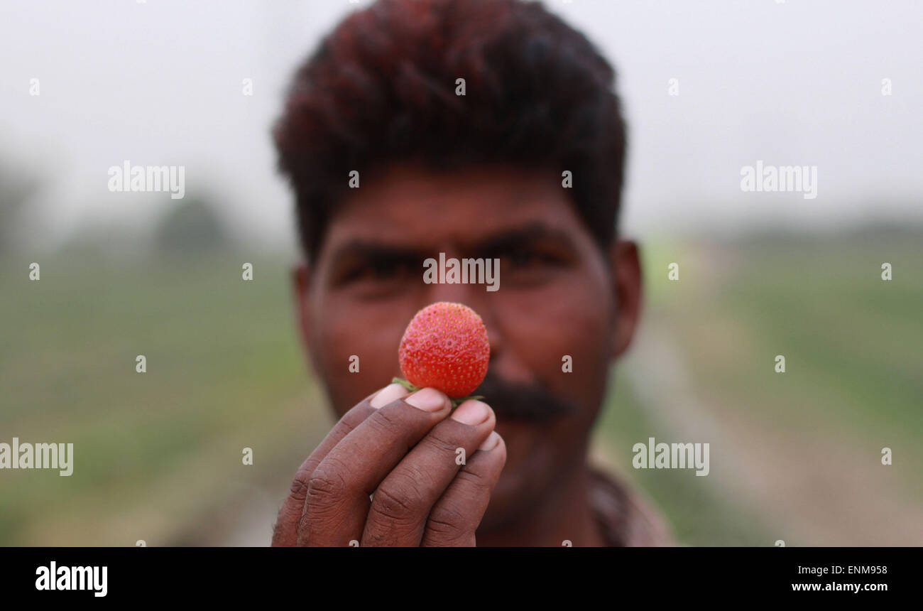 Lahore, Pakistan. 8. Mai 2015. Pakistanische Bauern waren damit beschäftigt, bei der Erhebung von Erdbeere aus einem Feld in Lahore. Erdbeere ist bekannt als die meisten appetitlich und sehr nahrhafte Frucht. © Rana Sajid Hussain/Pacific Press/Alamy Live-Nachrichten Stockfoto