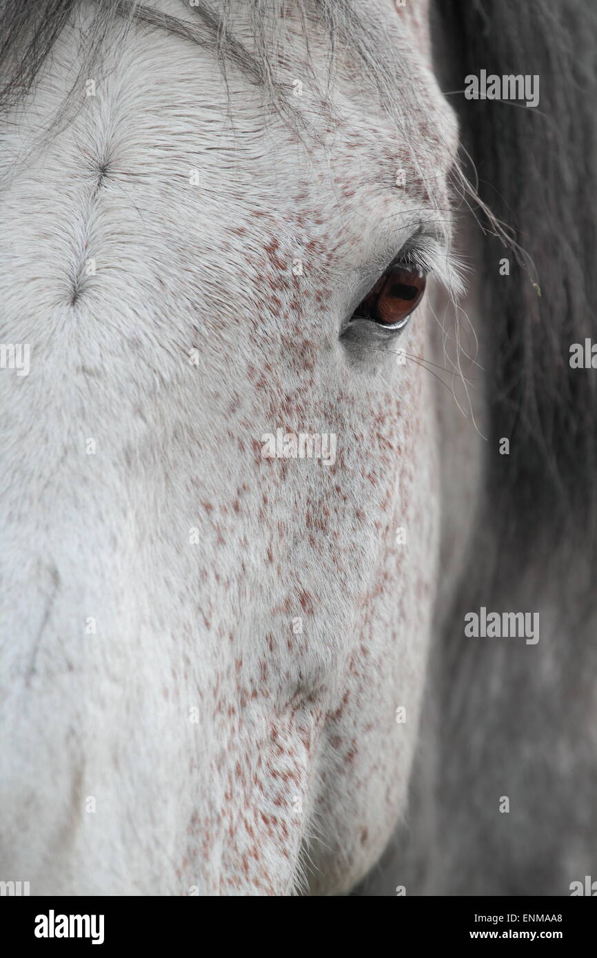 Horse Portrait Stockfoto
