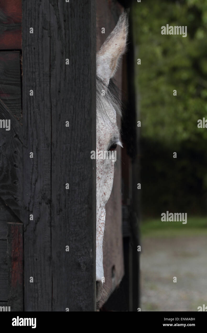 Horse Portrait Stockfoto