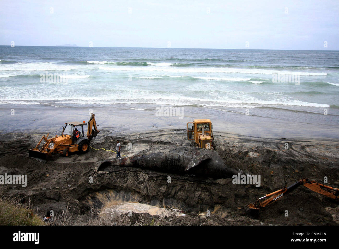 (150508)--TIJUANA, 8. Mai 2015 (Xinhua)--Arbeiter begraben ein Grauwal an der Küste von Playas de Tijuana in Tijuana, Nordwesten Mexikos, 7. Mai 2015. Der 15-Meter- und 14-Tonnen-Grauwal wurde am Mittwoch tot hier gefunden. (Xinhua/Eduardo Jaramillo/NOTIMEX) Stockfoto