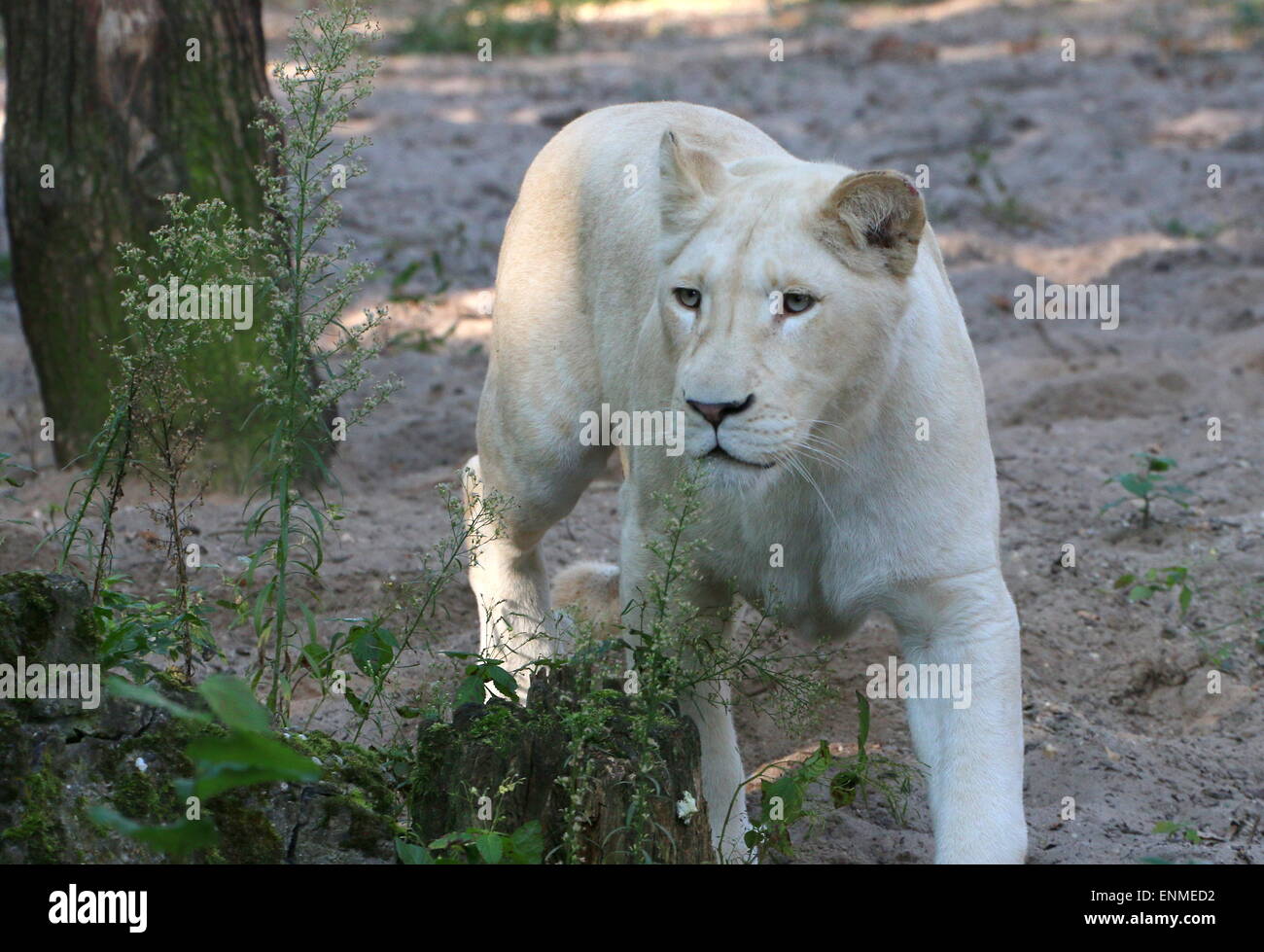 8 Monate alten weißen Löwenjunges (Panthera Leo Krugeri) auf der Pirsch. Stockfoto