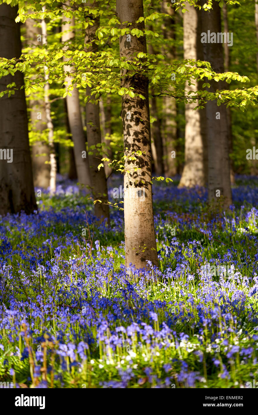 blühenden Glockenblumen im Frühlingswald, Hallerbos, Belgien Stockfoto