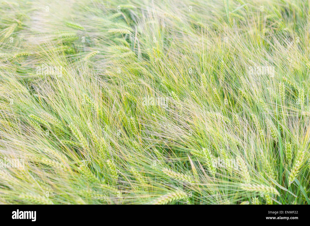 Grüne unreife Gerste Ohren im Frühling Closeup Stockfoto