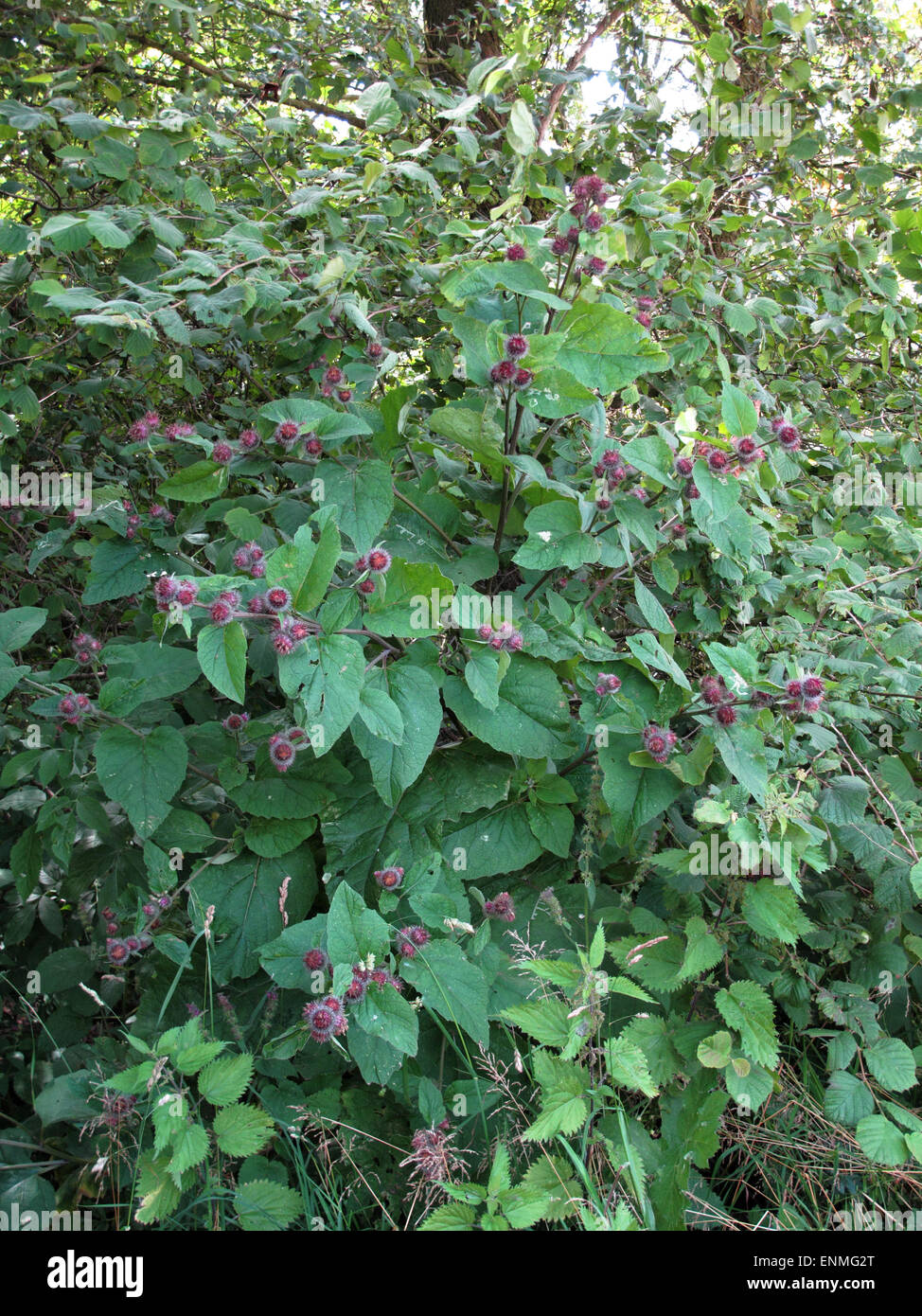 Geringerem Klette, Arctium minus, blühende Pflanze im Wald Rand, Berkshire, Juli Stockfoto