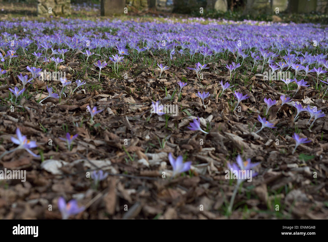 Viele lila Frühling Krokusse blühen Stockfoto