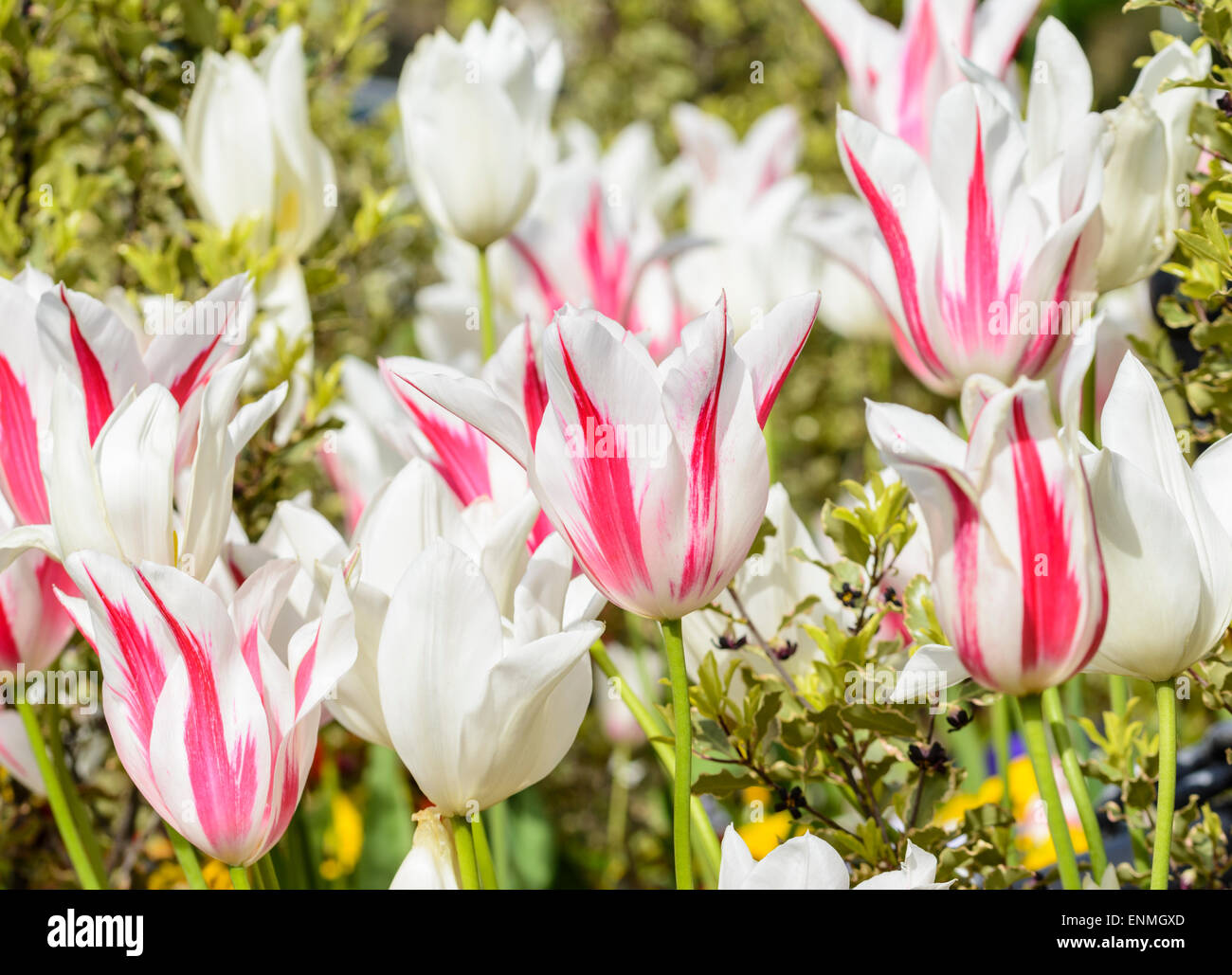 Weiß-rosa Tulpen im Frühsommer. Stockfoto
