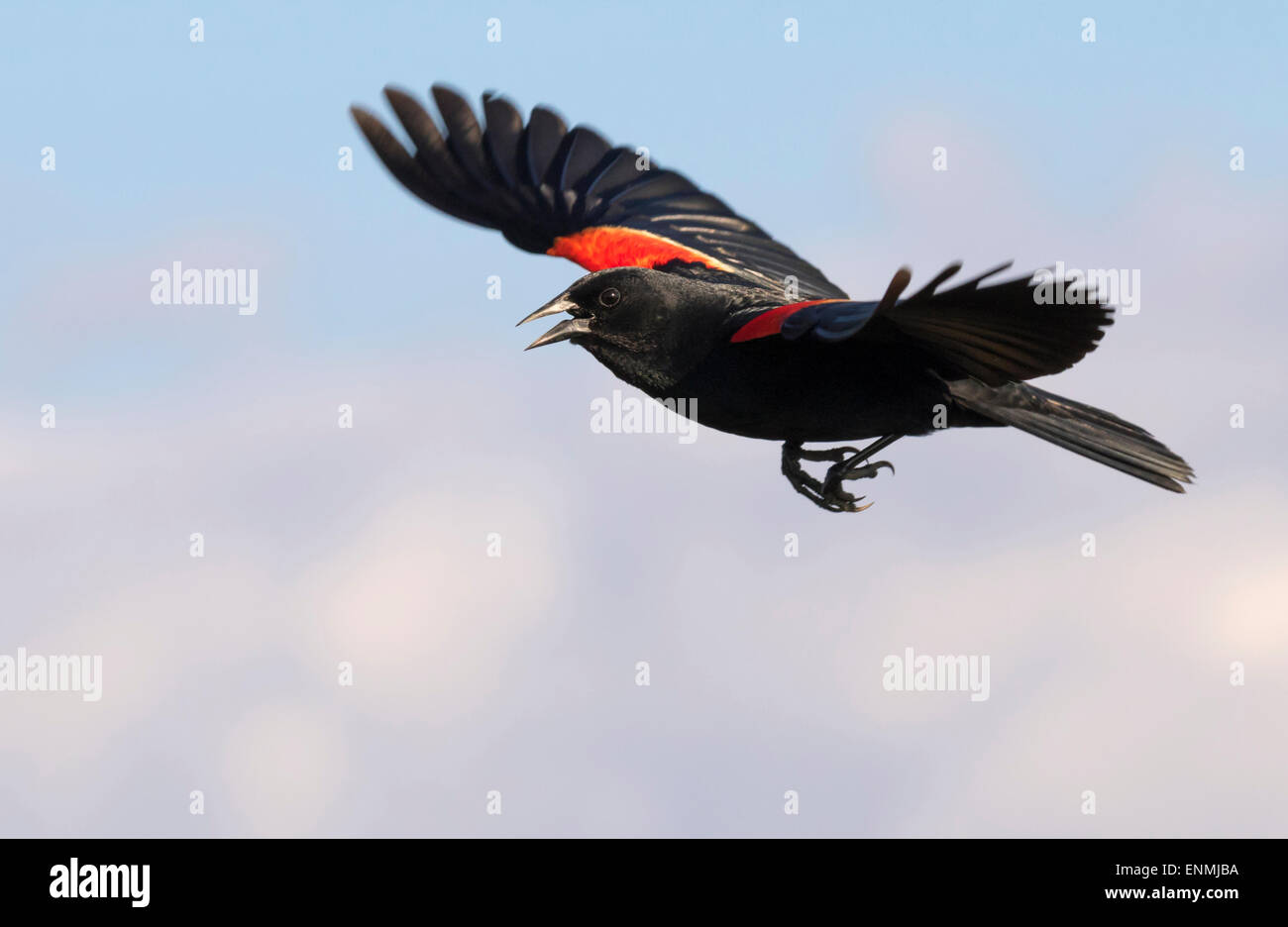 Männlich Red-winged blackbird (Agelaius phoeniceus) singen im Flug, Galveston, Texas, USA. Stockfoto