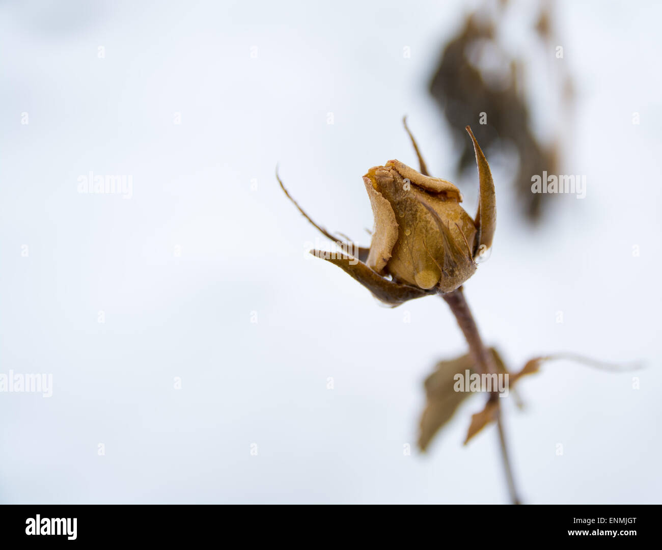 Winter-Rose Stockfoto