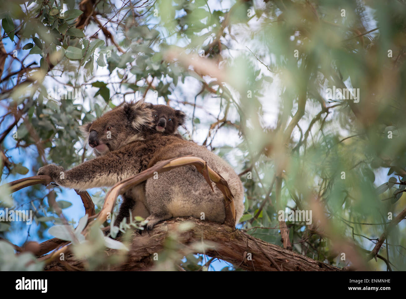 Koala-Bär mit Koala Baby sitzt auf dem Baum Stockfoto