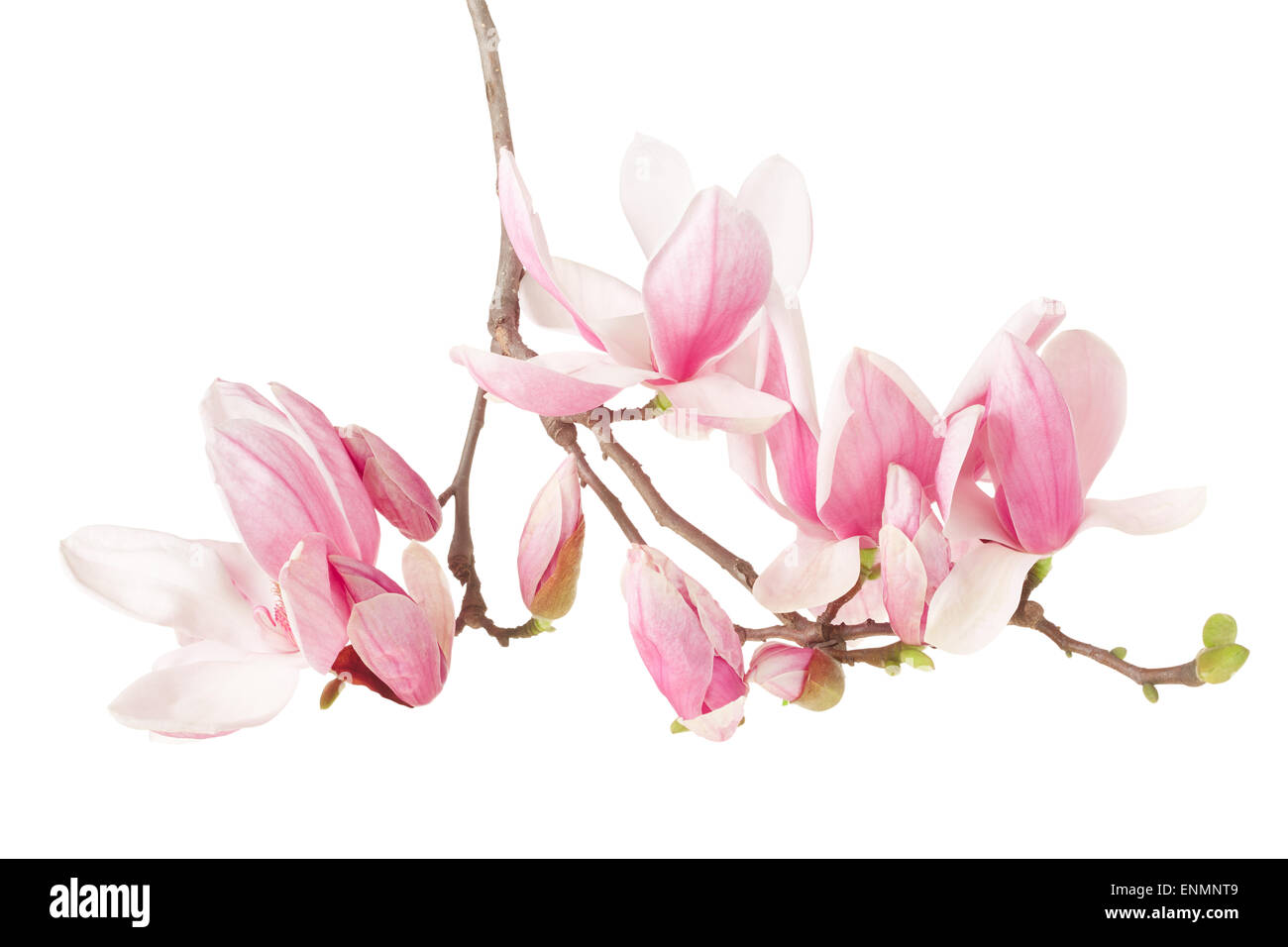 Magnolie, Frühlings rosa Blume Zweig Stockfoto