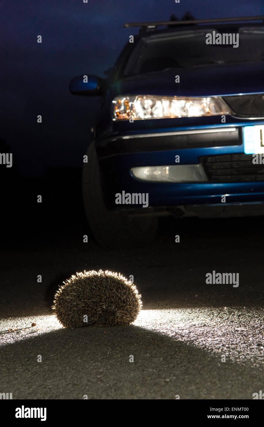 Igel, Erinaceus Europaeus, überqueren die Straße vor dem Auto mit Scheinwerfern auf in der Nacht. Sussex, UK. Mai. Stockfoto