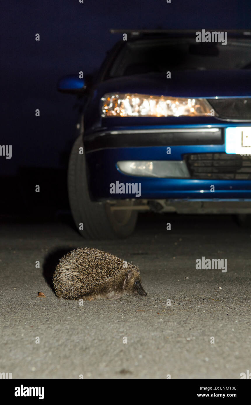 Igel, Erinaceus Europaeus, überqueren die Straße vor dem Auto mit Scheinwerfern auf in der Nacht. Sussex, UK. Mai. Stockfoto