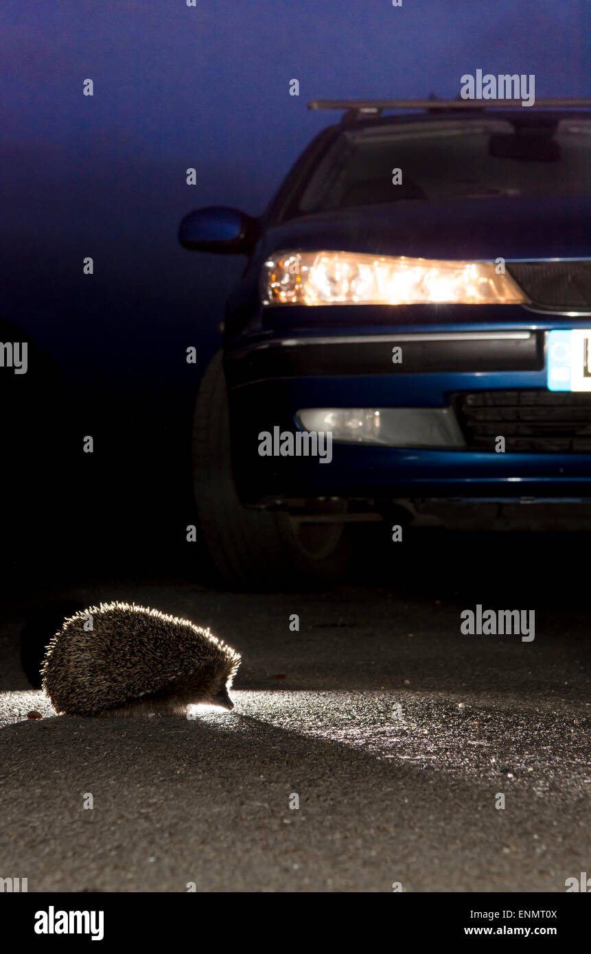 Igel, Erinaceus Europaeus, überqueren die Straße vor dem Auto mit Scheinwerfern auf in der Nacht. Sussex, UK. Mai. Stockfoto