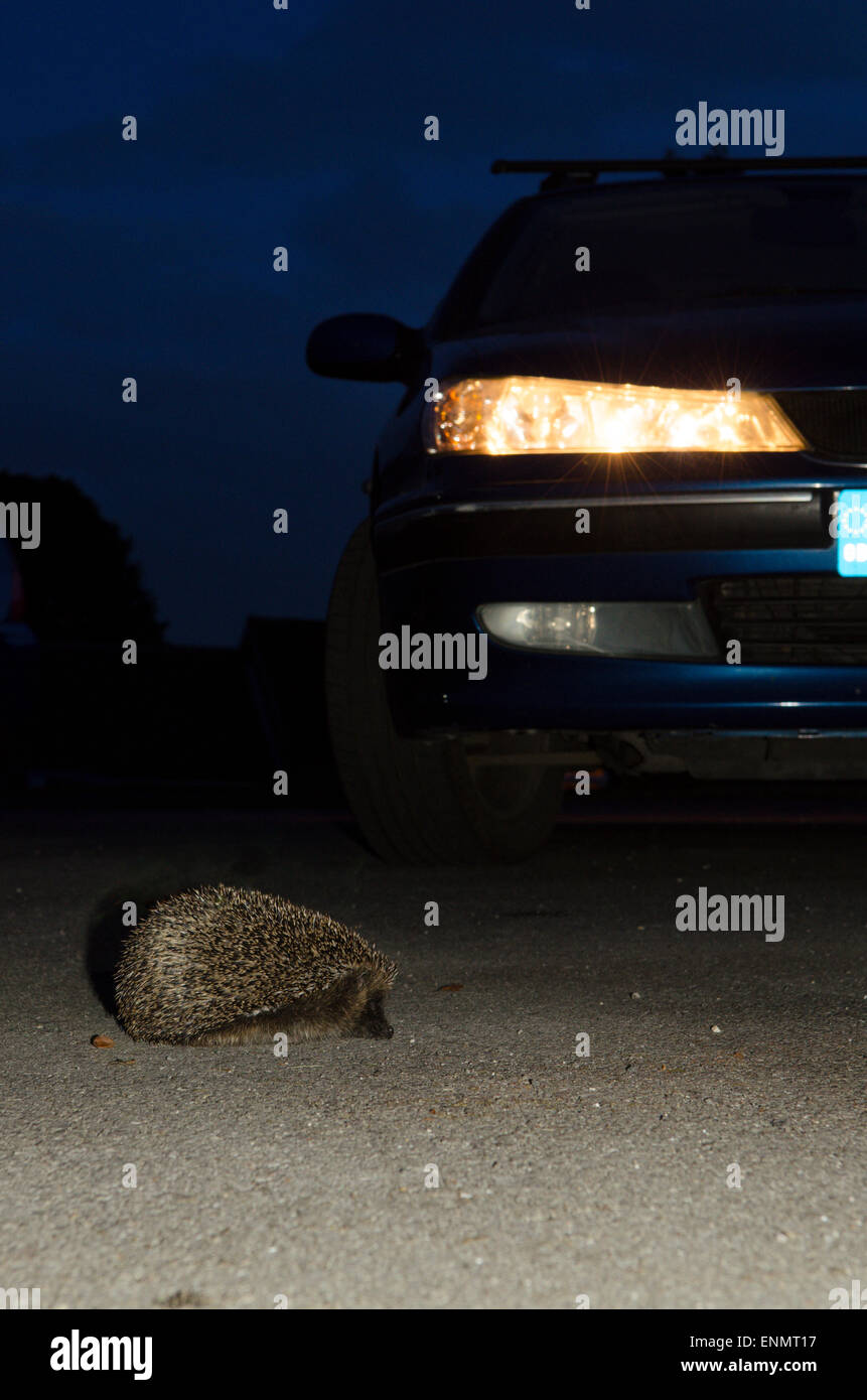 Igel, Erinaceus Europaeus, überqueren die Straße vor dem Auto mit Scheinwerfern auf in der Nacht. Sussex, UK. Mai. Stockfoto