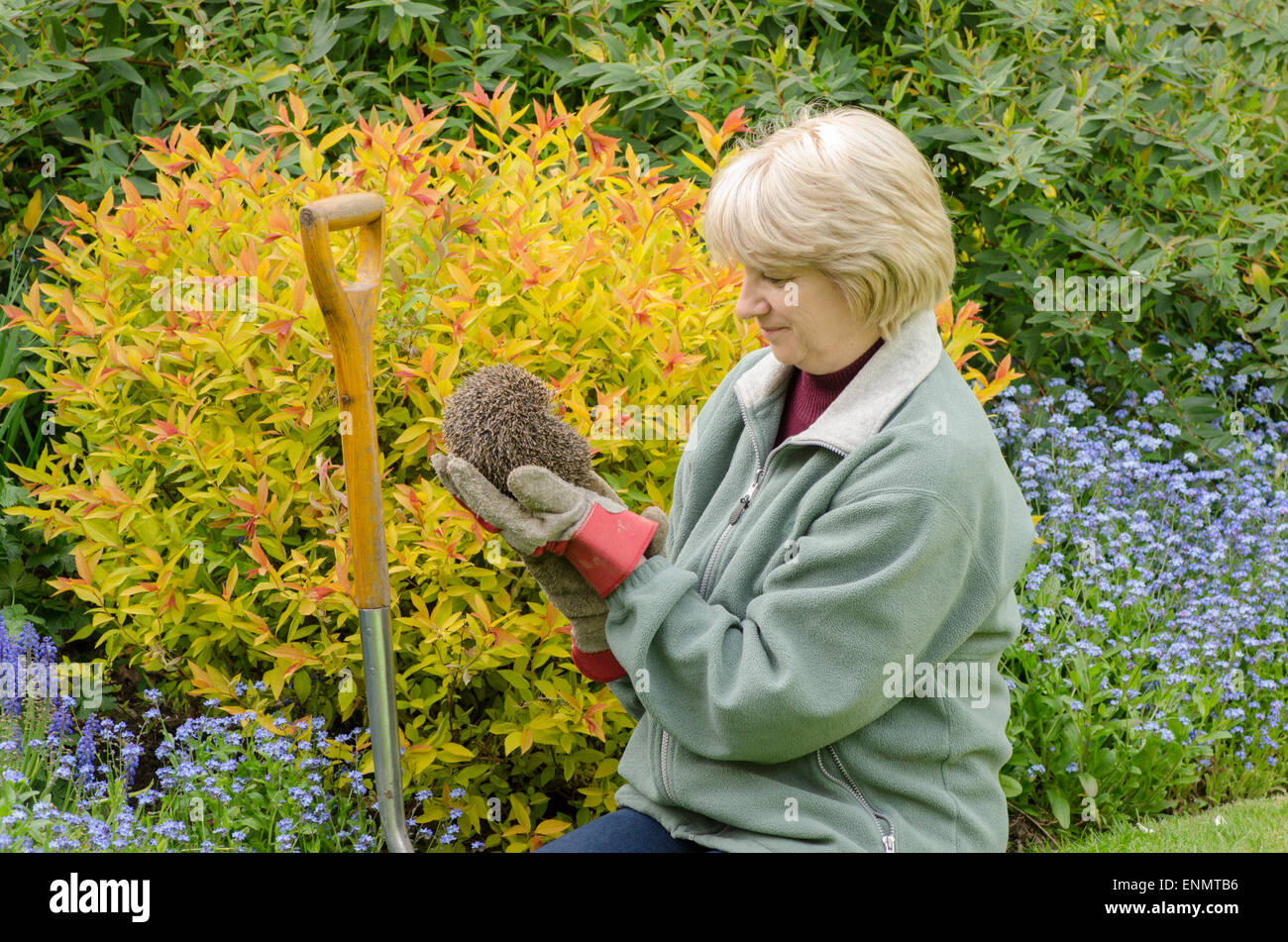Frau Gärtner hält einen Igel, Erinaceus Europaeus, in einem Garten