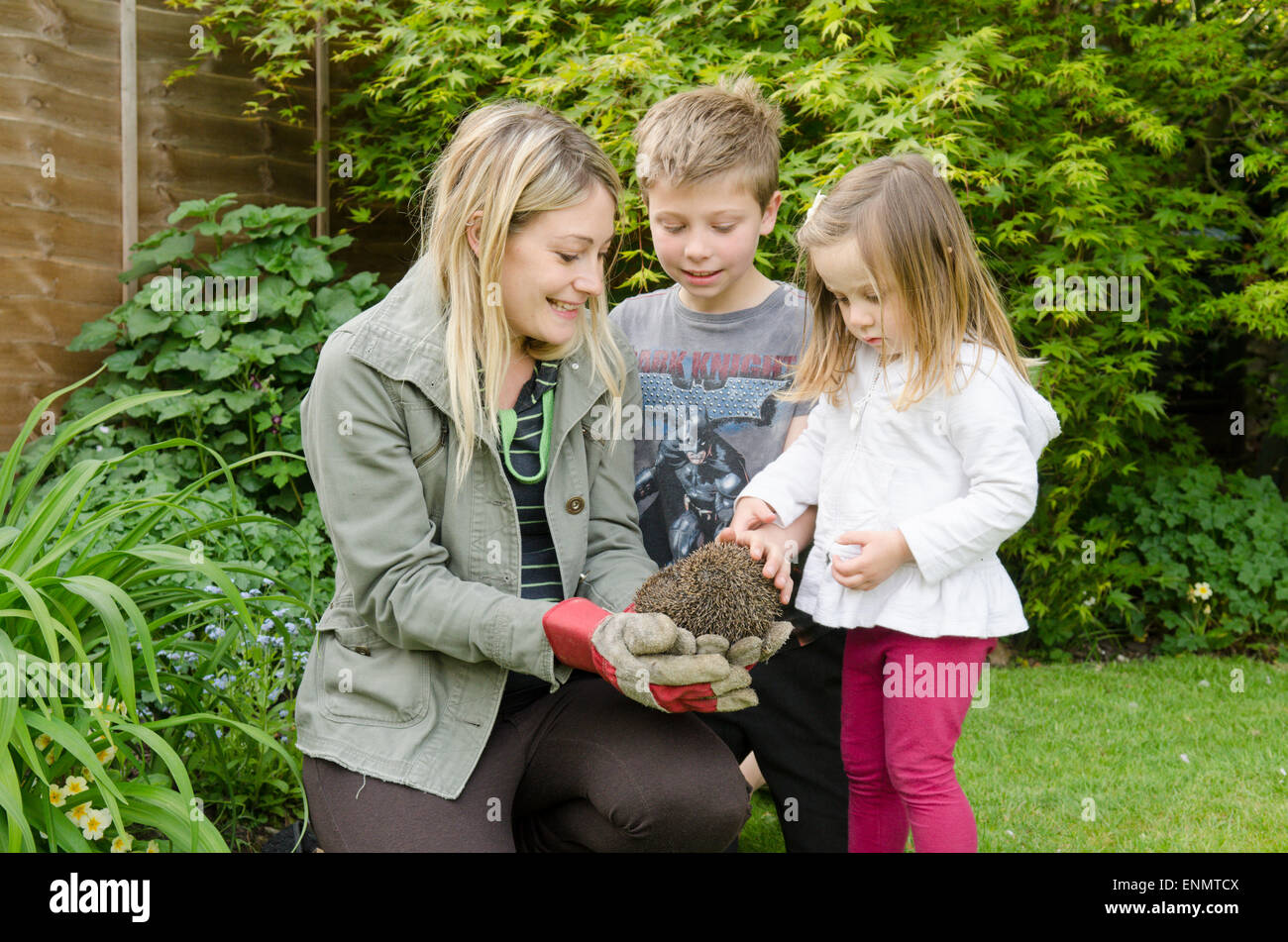 Mutter mit zwei Jahre alten Tochter und neun-Jahr-alten Sohn ein Igel Erinaceus Europaeus, im Garten. Sussex, UK. Mai. Stockfoto