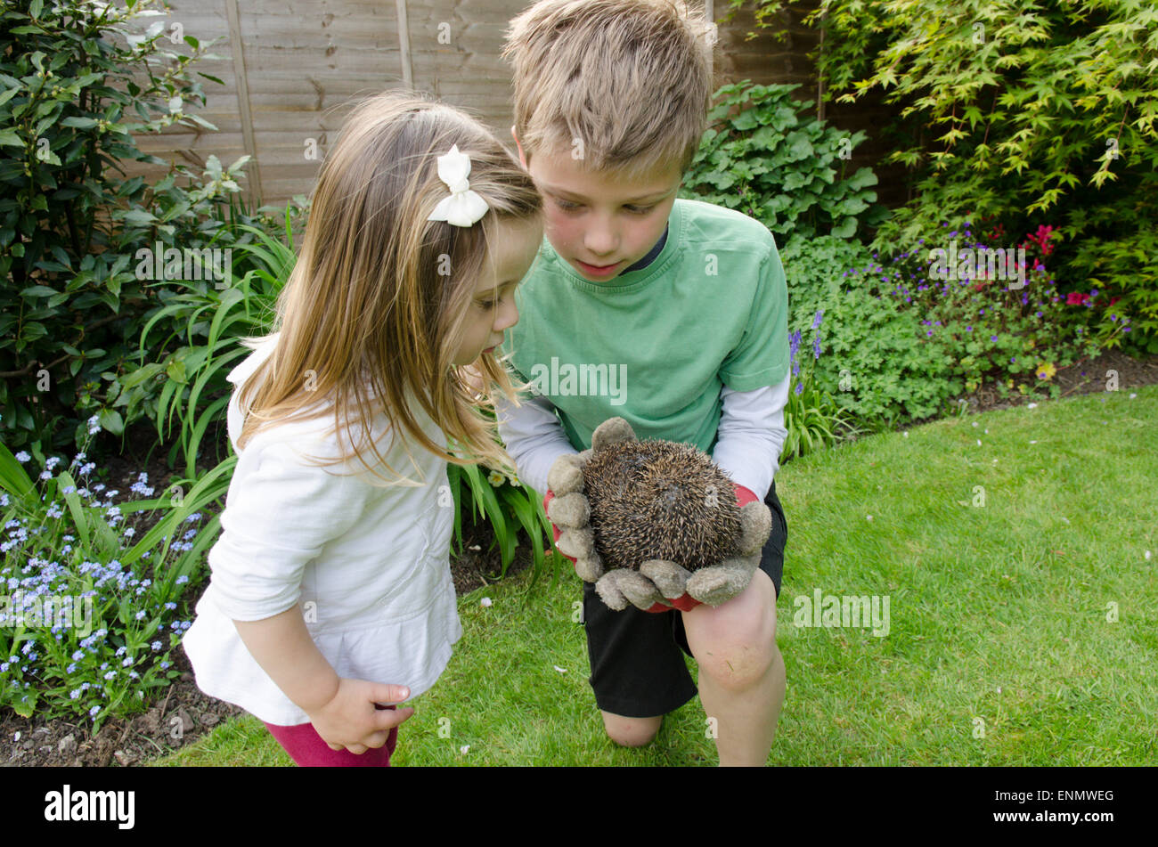 Neun Jahre alten Jungen zeigen seine zweijährigen Schwester einen Igel Erinaceus Europaeus, gefunden im Garten. Sussex, UK. Mai. Stockfoto