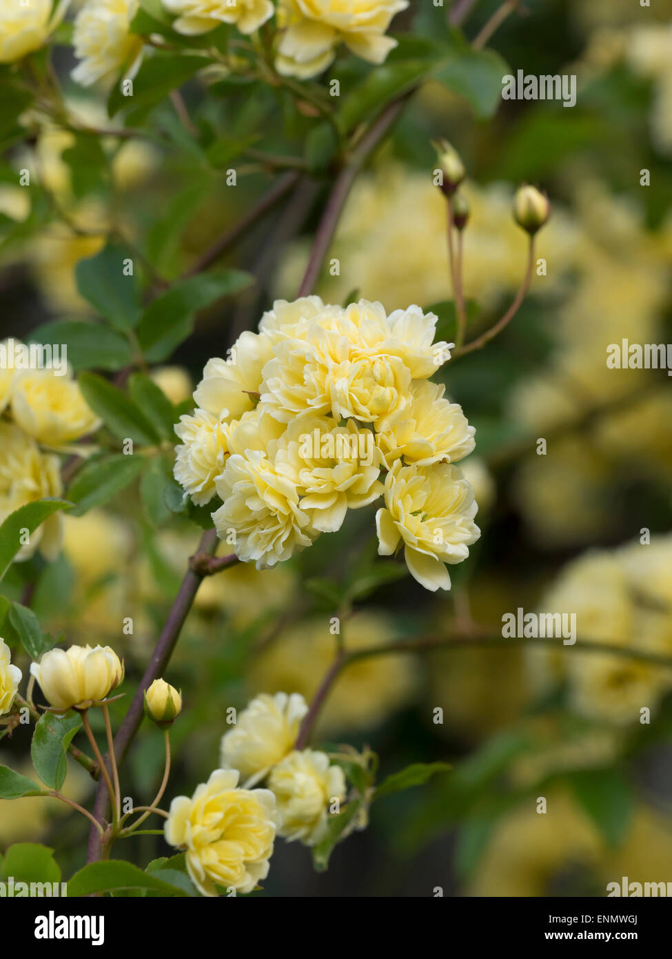 Rosa Banksiae Lutea Stockfoto