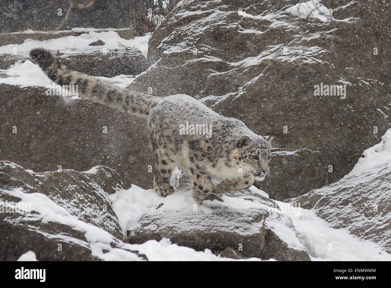Snow Leopard - A junge Schneeleoparden macht einen Sprung von einem Felsen auf einer Tödlichkeit Kollegen Schneeleopard Stockfoto