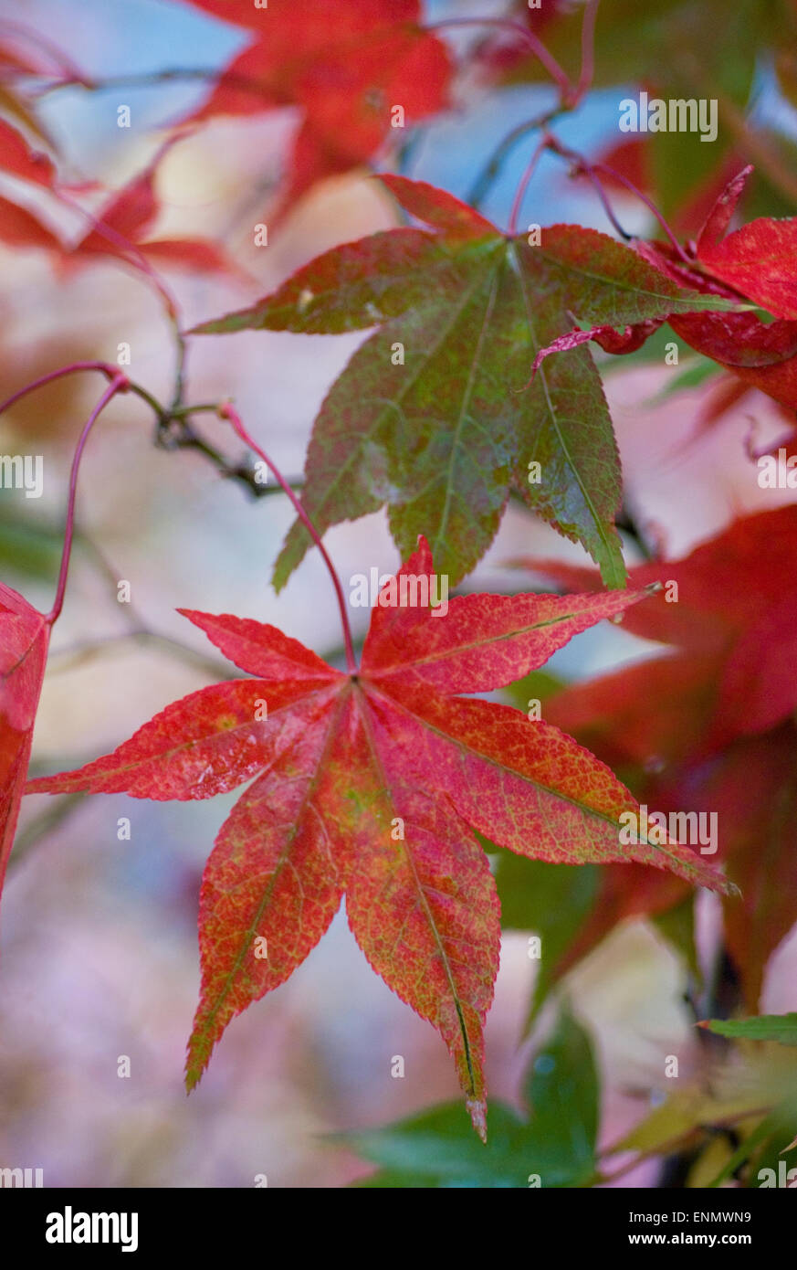 Acer Blätter, die Vielzahl der herbstlichen Farben Stockfoto