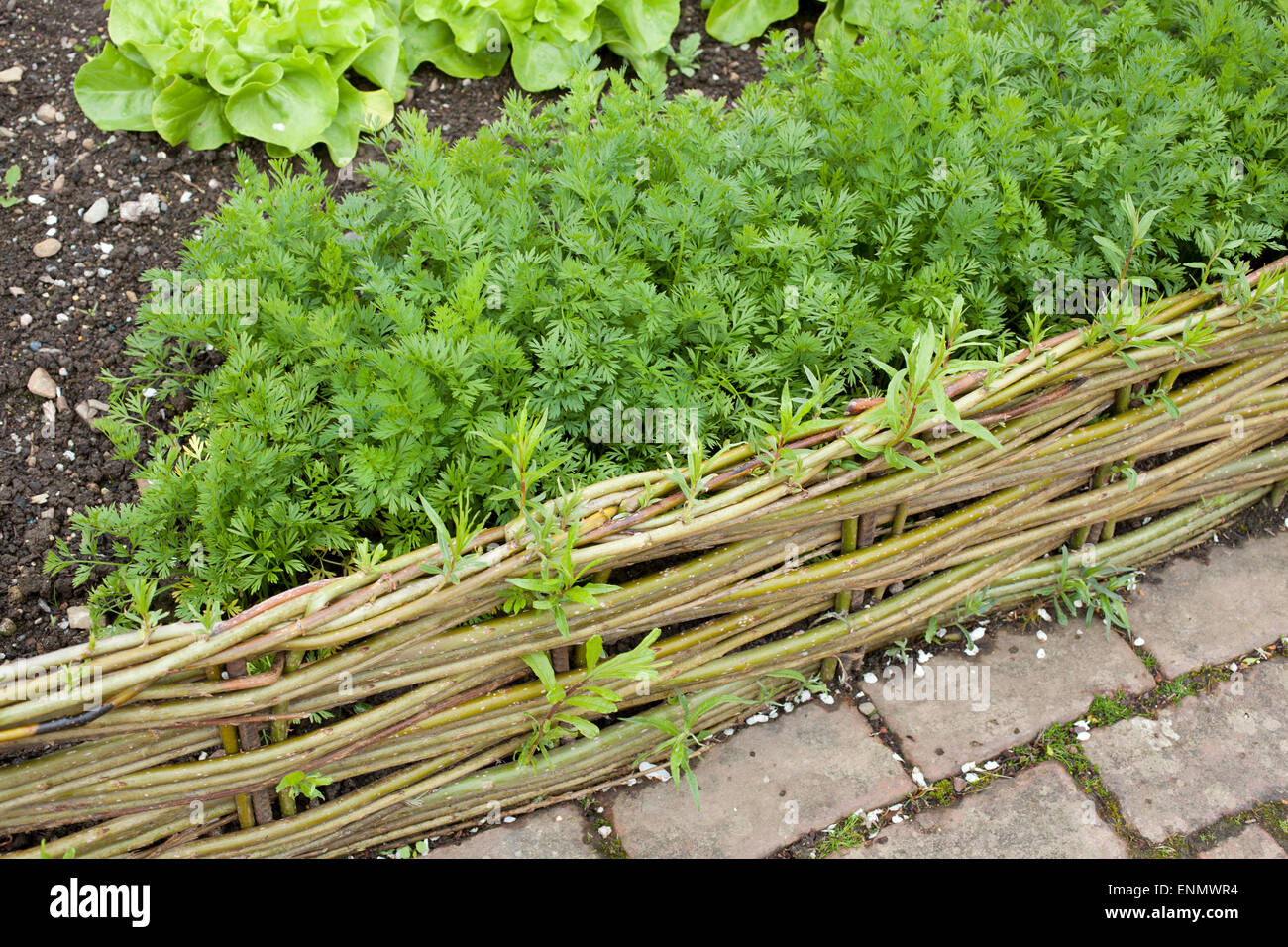 Grüne Weide geflochten Miniatur Fance Panels um Gemüse im Gemüsegarten