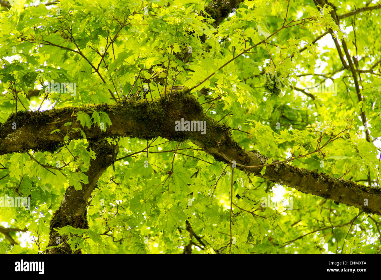 Neue helle grüne Blätter auf einer Pappel Baum im Frühling Stockfoto