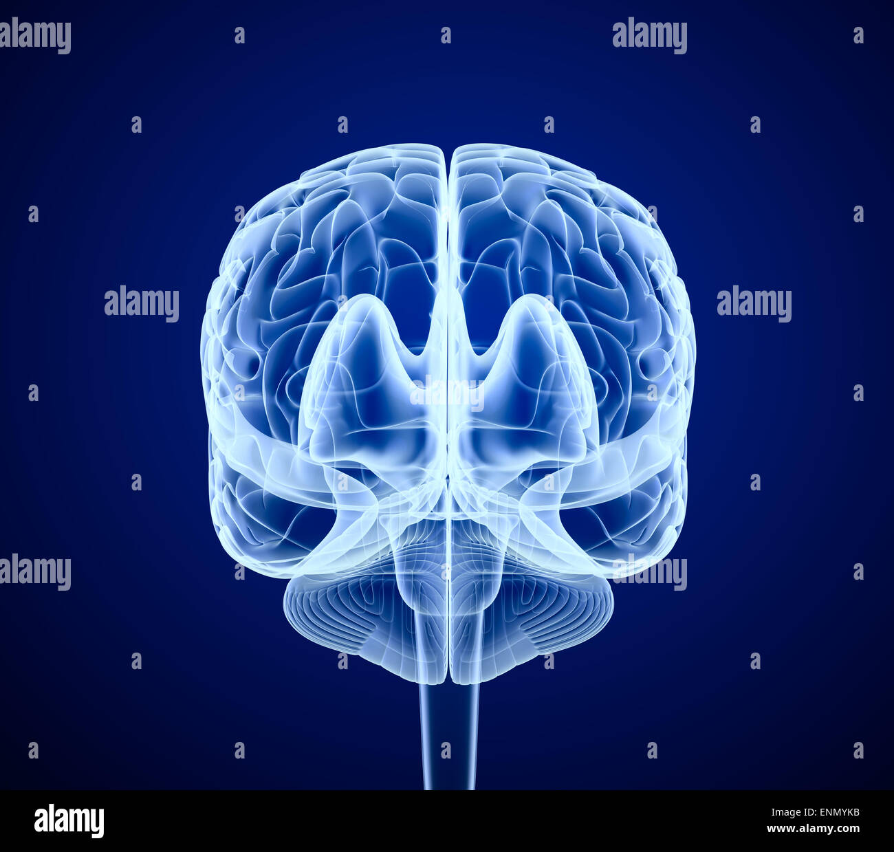 Gehirn-Scan, Röntgen, Vorderansicht Stockfoto