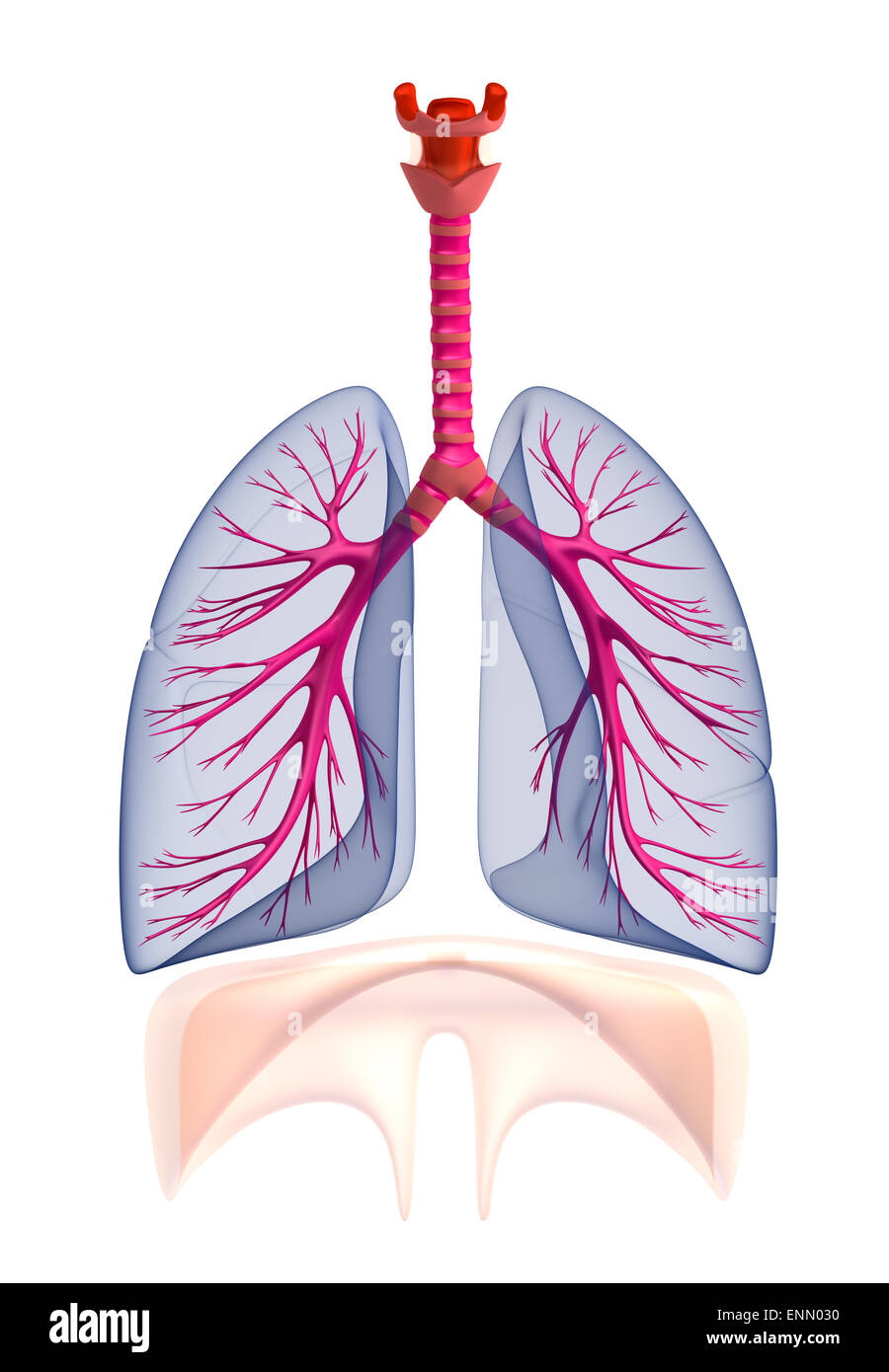 Anatomie der menschlichen Lunge. Isoliert auf weiss Stockfoto
