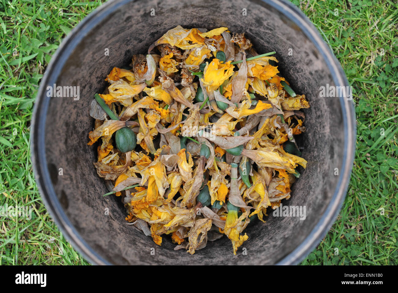 Deadheaded Narzissen in einen Eimer, nachdem die Blütenköpfe gestorben sind. Stockfoto