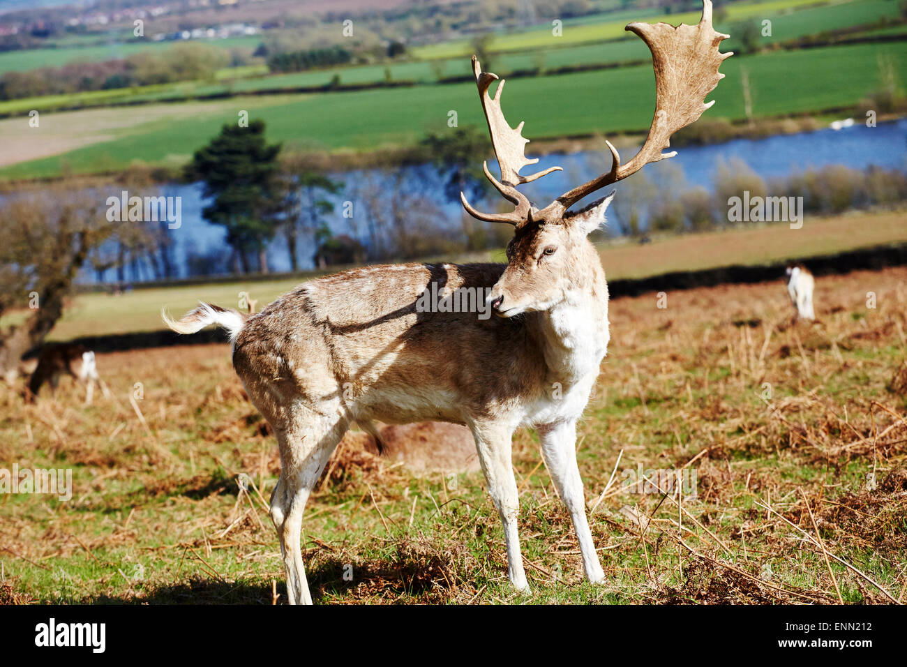 Hirsch in Bradgate Park, Leicestershire. Stockfoto