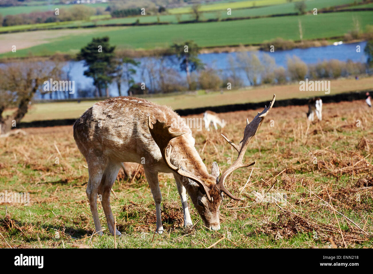 Hirsch in Bradgate Park, Leicestershire. Stockfoto
