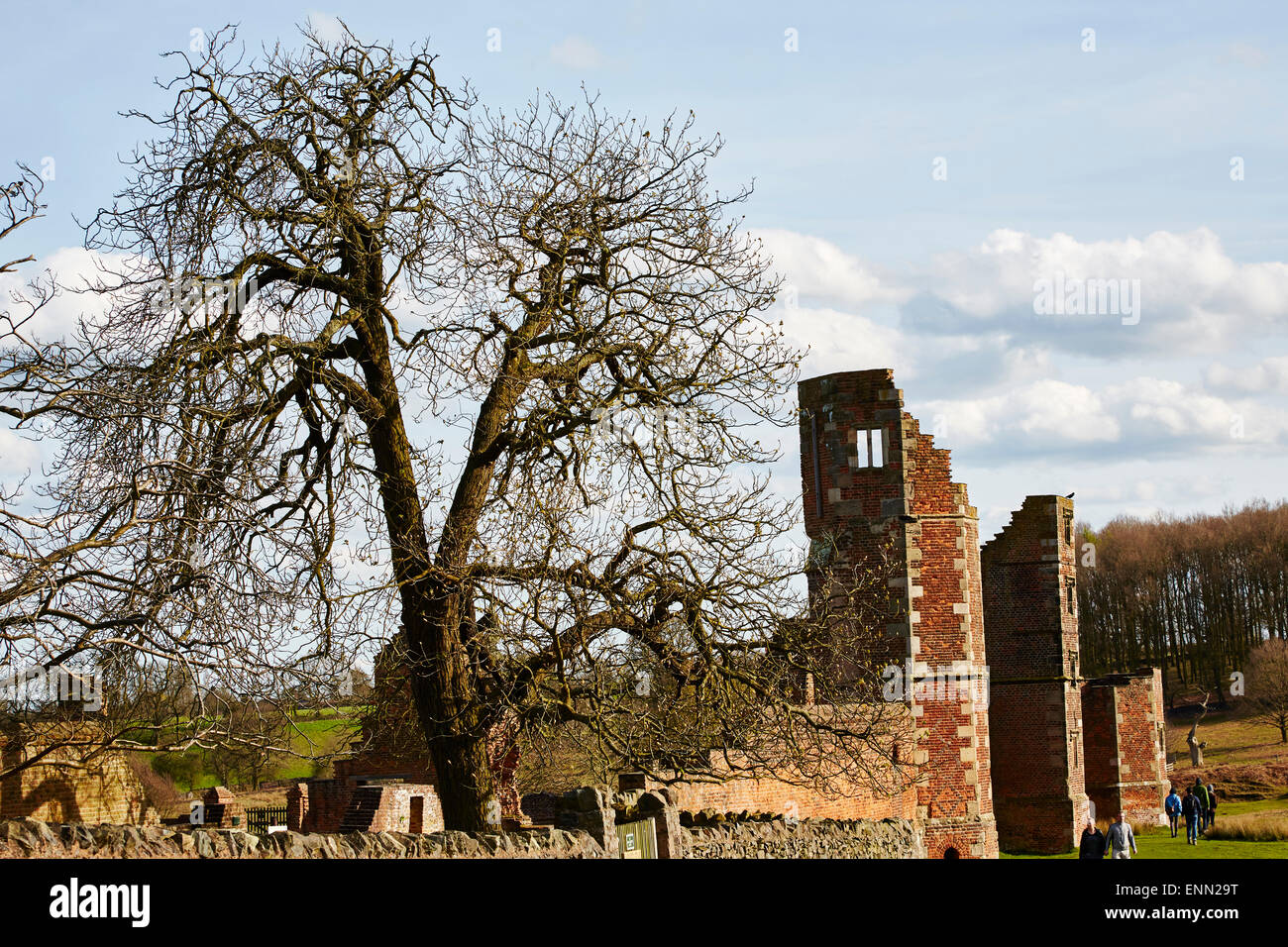 Großer Baum unter den Ruinen der Bradgate House in Bradgate Park, Leicestershire, England, UK. Stockfoto