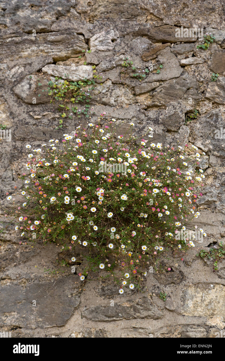 Großbritannien, England, Oxford. Denkmalschutz. Wildblumen, Unkraut wächst in Rissen in Stadtmauern, lockert Mörtel, untergräbt Stabilität. Stockfoto