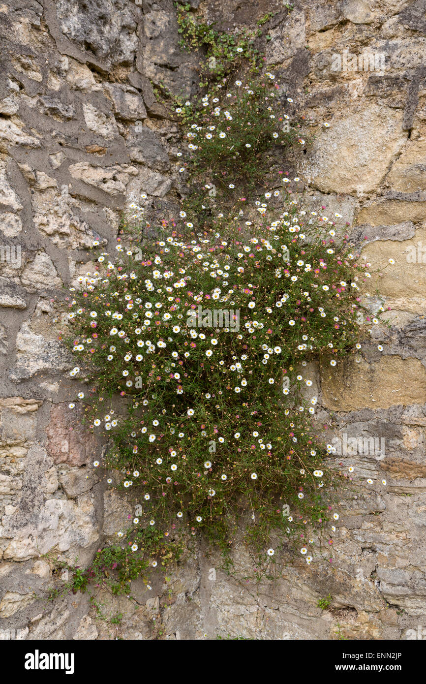 Großbritannien, England, Oxford. Denkmalschutz. Wildblumen, Unkraut wächst in Rissen in Stadtmauern, lockert Mörtel, untergräbt Stabilität. Stockfoto