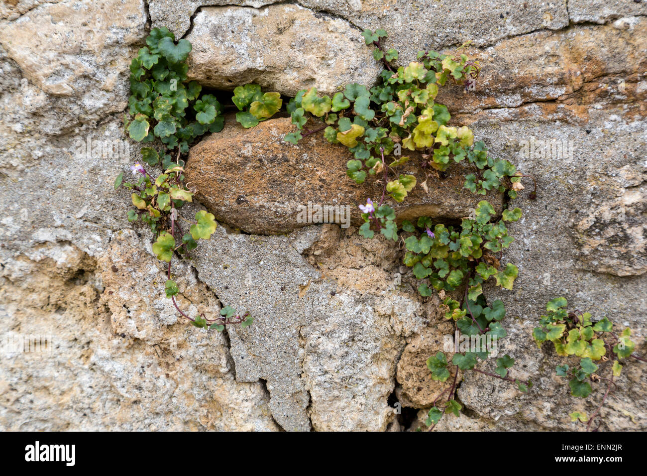 Großbritannien, England, Oxford.  Denkmalpflege.  Unkraut wächst in Risse in Mauern, Lockerung Mörtel und Stabilität zu untergraben. Stockfoto