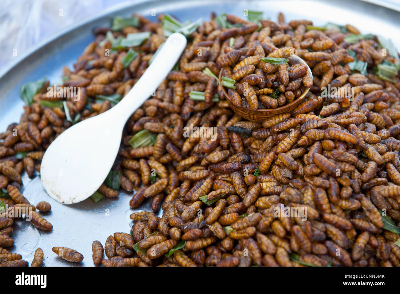 Bambus Würmer ist eine lokale Gourmet-Essen in Thailand Stockfoto