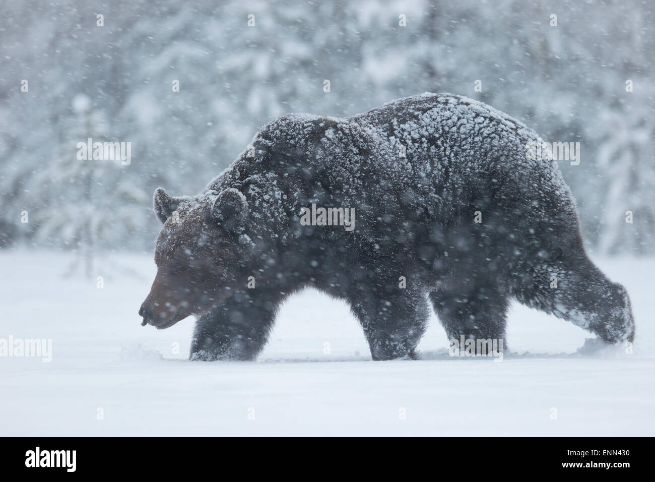 Europäischer Braunbär Ursus Arctos Arctos, während der Frühlingsmonate, Finnland. Stockfoto