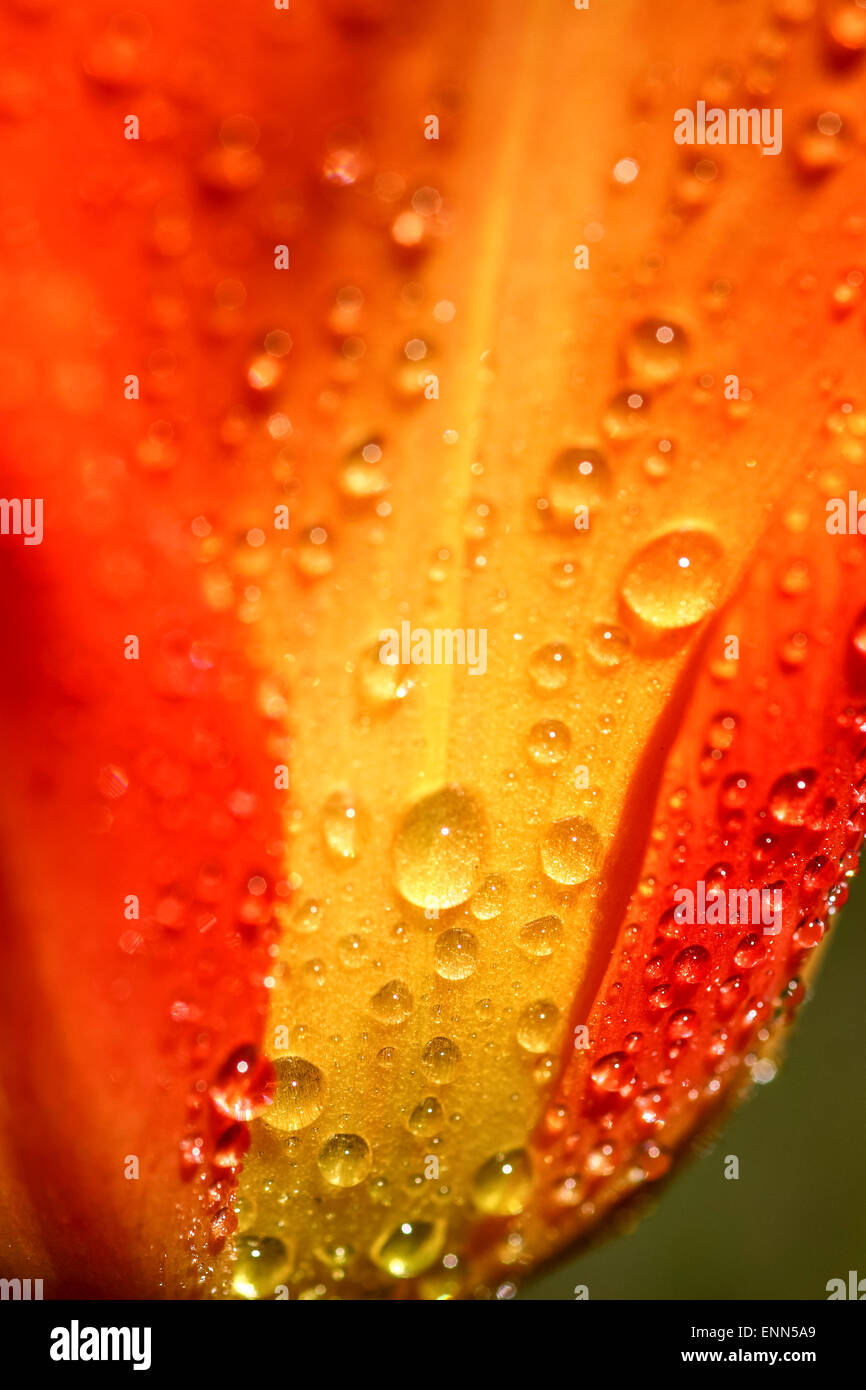 Regentropfen auf einer Tulpe Stockfoto