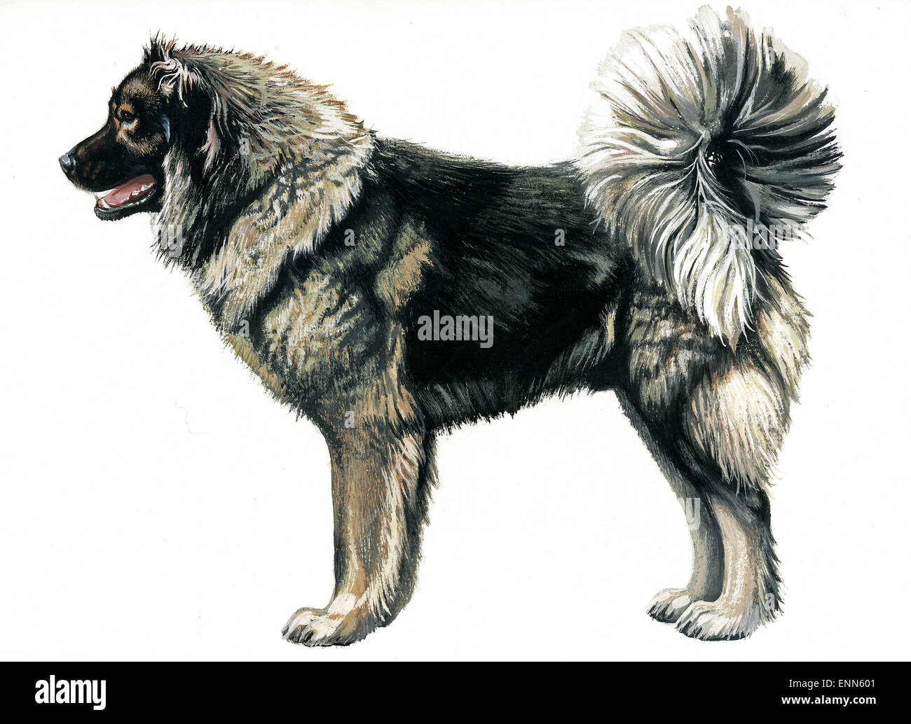 Kaukasische Sheepdog.Guardian Dog.Herding Hunde. (Hund mit einem langen  coat.common in alpinen Gebieten des Kaukasus Gebirges Stockfotografie -  Alamy