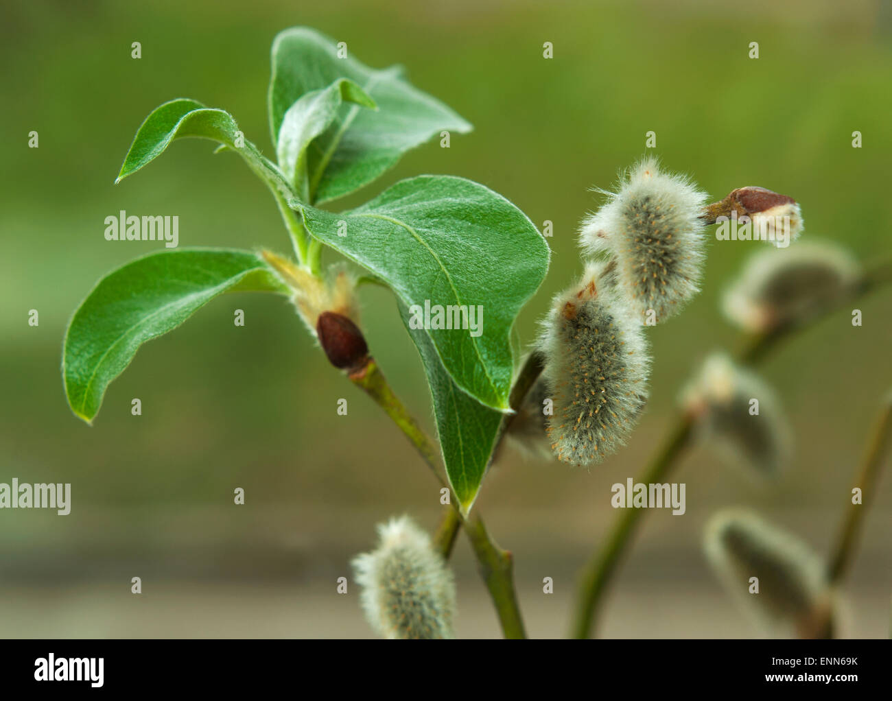Blühender Zweig der Weide (Salix Alba L.) Stockfoto