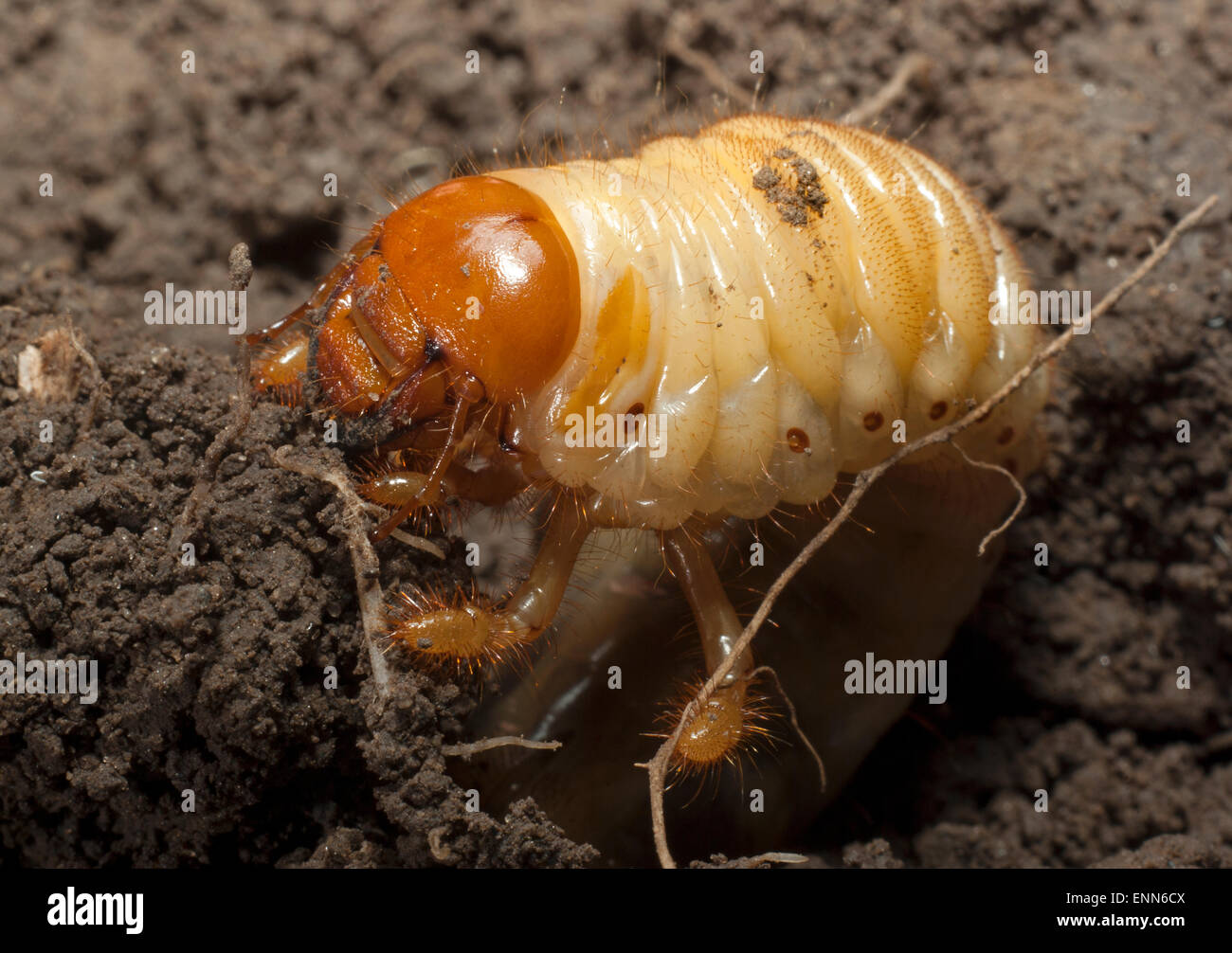 Die Larven der Maikäfer. (Melolontha Melolontha). Stockfoto
