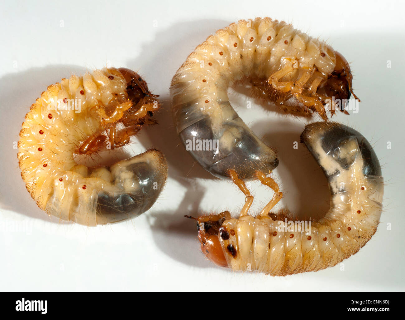 Die Larven der Maikäfer. (Melolontha Melolontha). Stockfoto