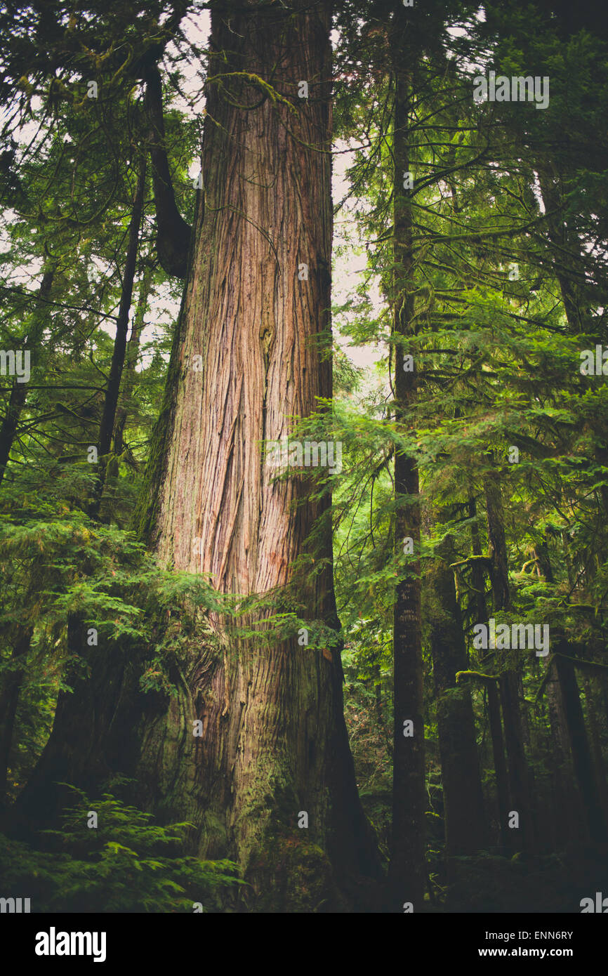 Eine große Zeder zeichnet sich in der gemäßigten Regenwald, British Columbia, Kanada. Stockfoto