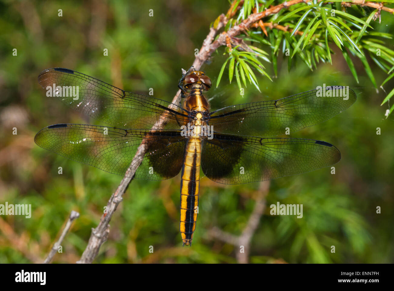 Weibliche Witwe Abstreicheisen Libelle, Libellula Luctuosa, klammerte sich an eine Fichte Bäumchen in Charleston Lake Provincial Park, Ontario Stockfoto