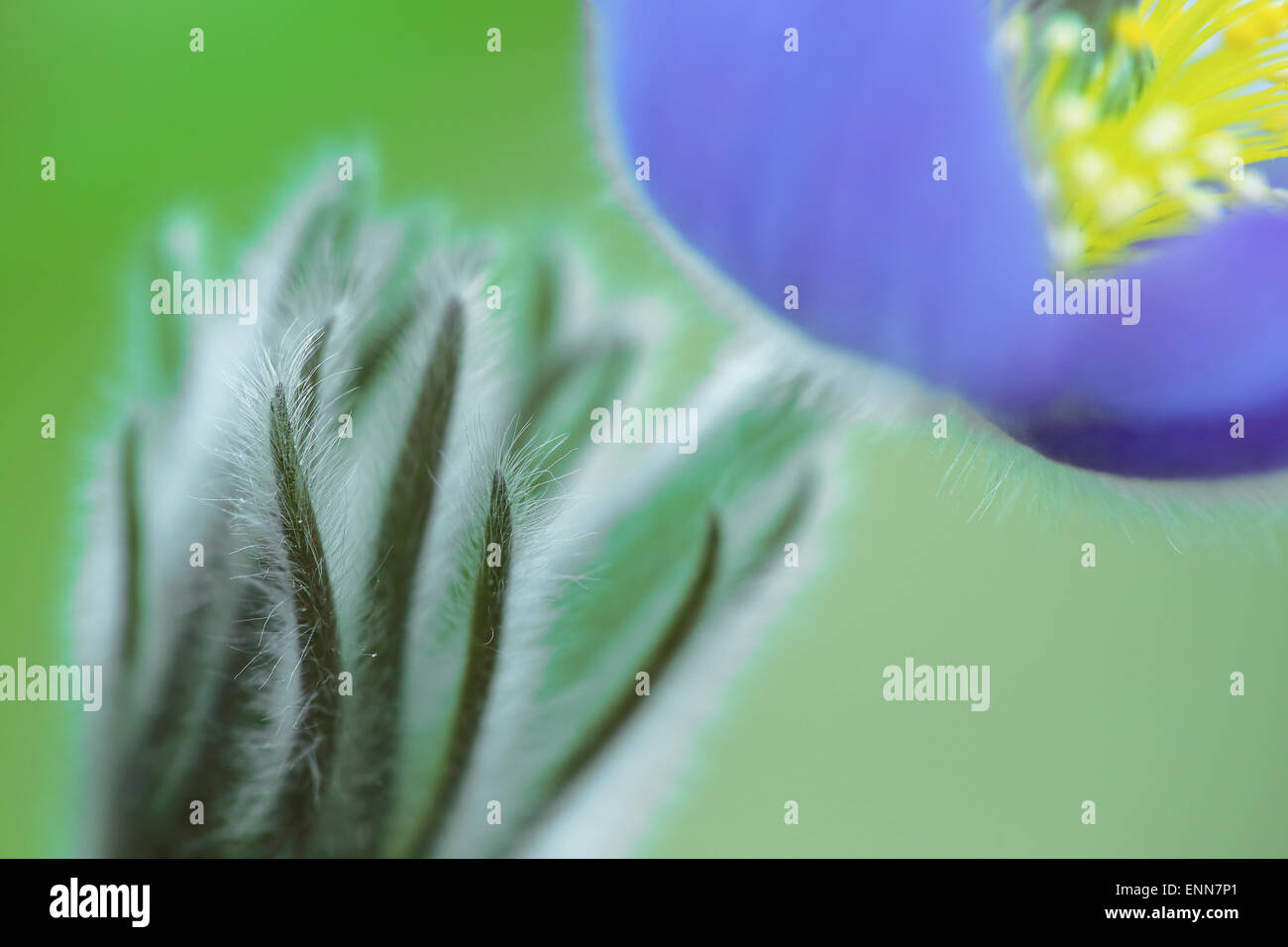 Pulsatilla Vulgaris, Gemeinsame Kuhschelle, Küchenschelle, Kuhschelle Stockfoto