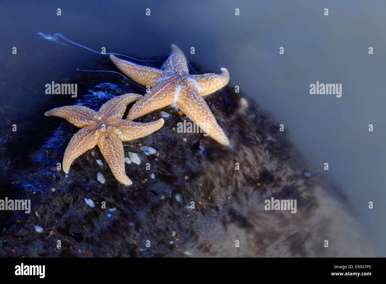 Zwei Seesterne Paarung auf den Felsen, Sussex, England Stockfoto