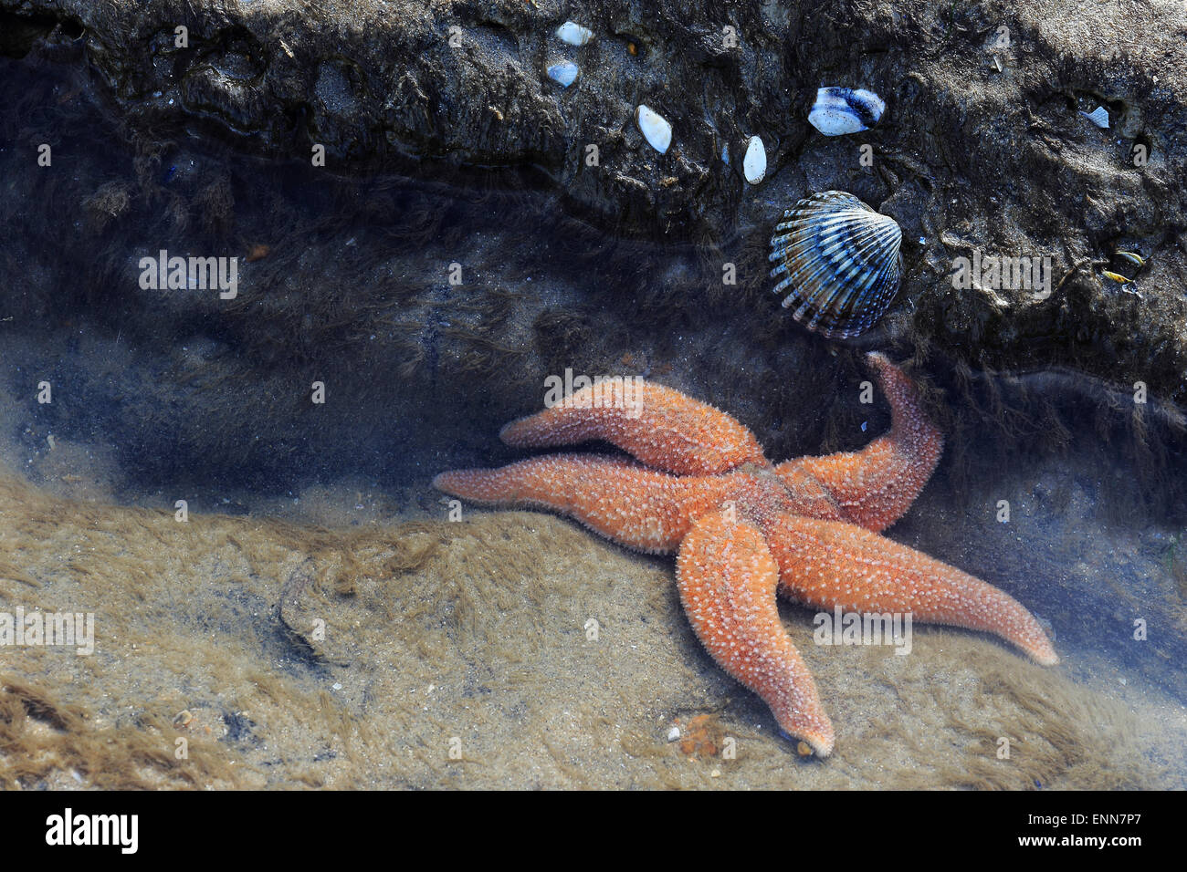 Seestern im seichten Wasser, Sussex, England Stockfoto